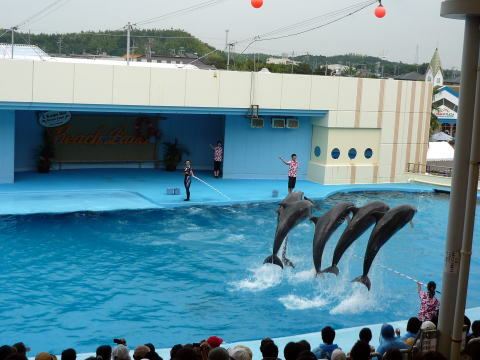 ��m���r�[�`�����h�̃C���J�V���[���Ă��܂����I���z���r���[