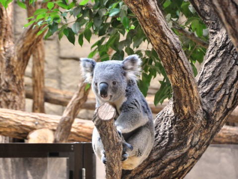 東山動物園,コアラ